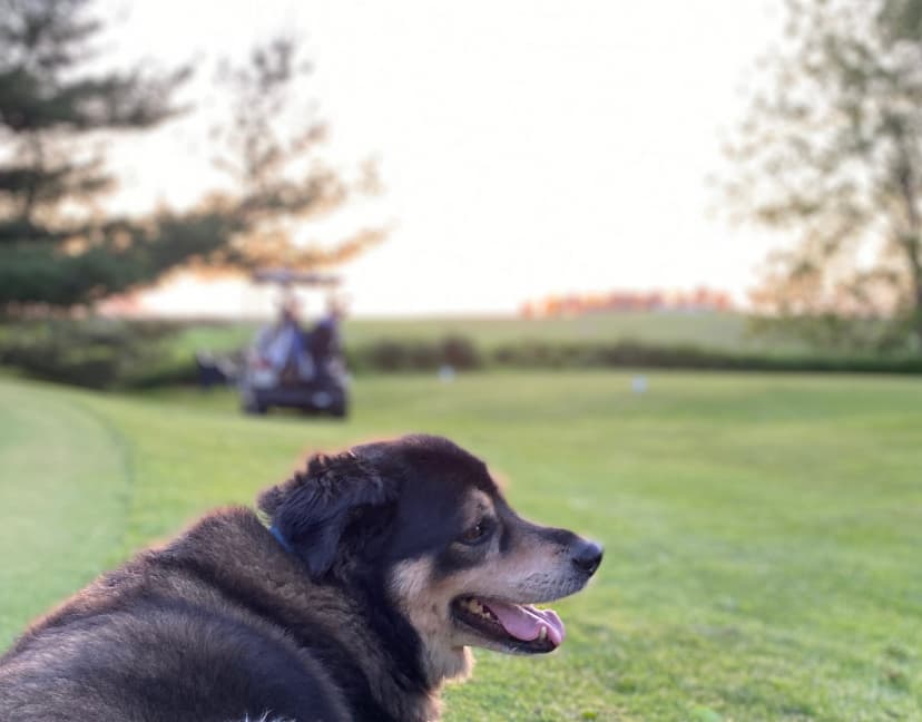 A dog beside the fairway at Collison Par 3